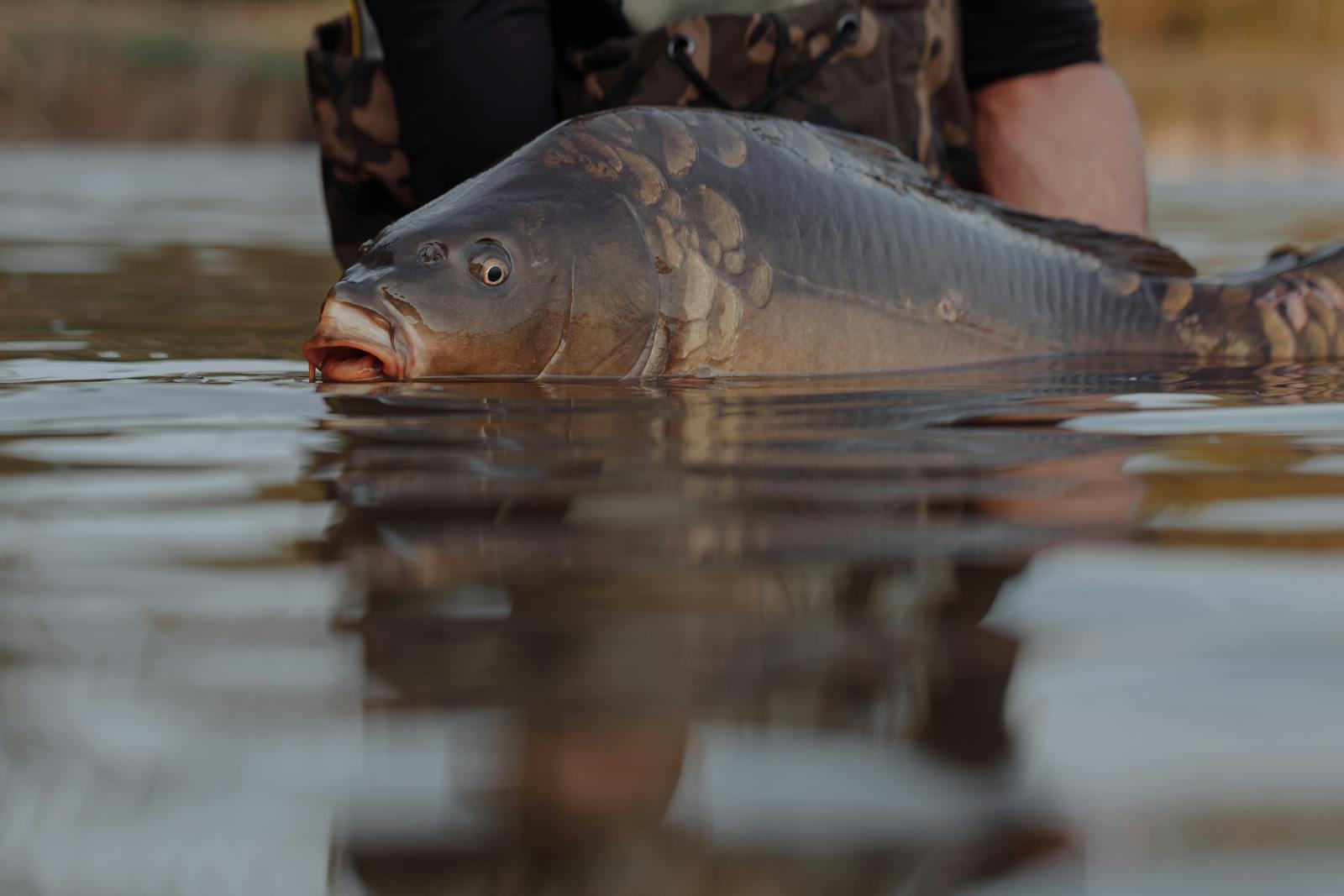 humpbacked angler fish, Detailed image of a carp fish caught, partially submerged in a lake, showcasing reflections.