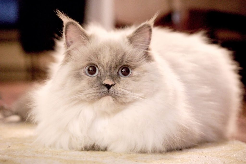 Maximizing Productivity with Discord Mobile App 3 Photo Voice chat