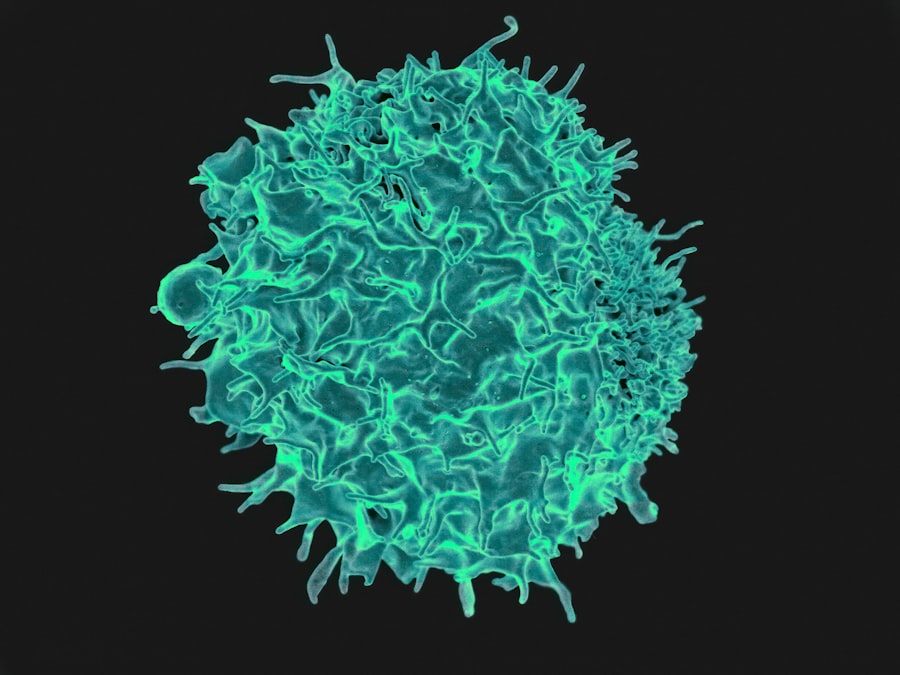 Blood cells