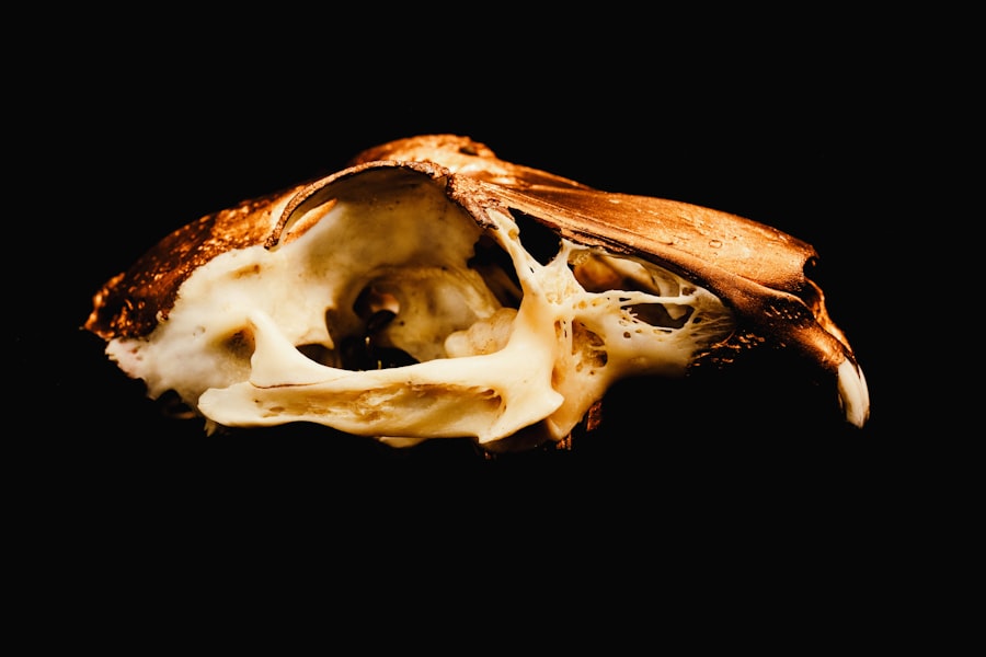 Bone marrow