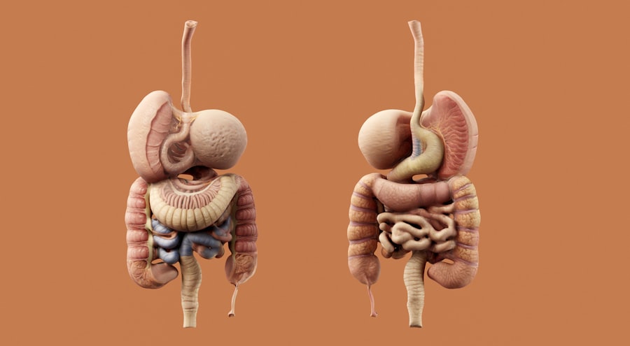 Anatomy diagram