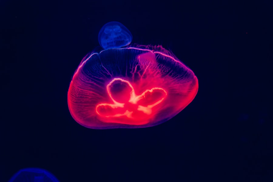 Heart scan
