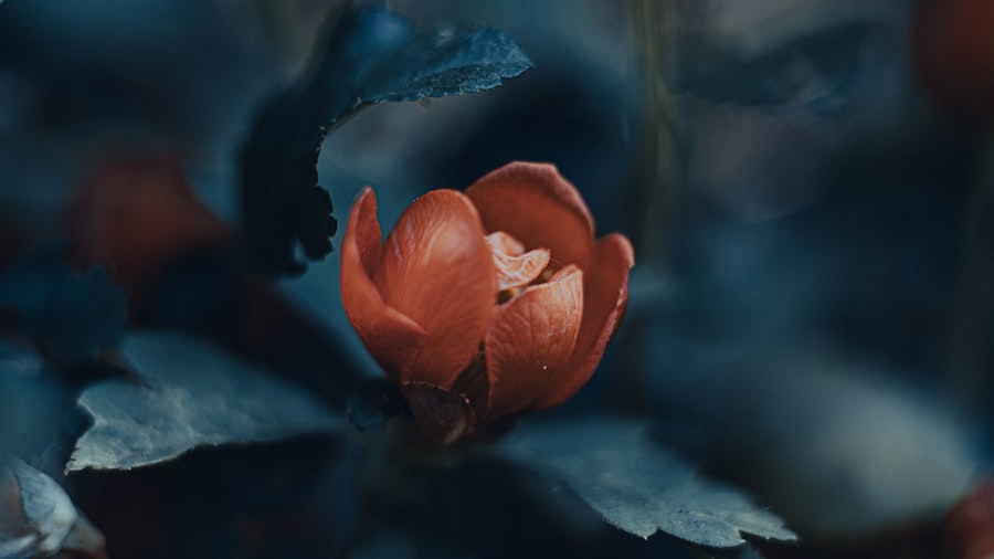 Damaged heart