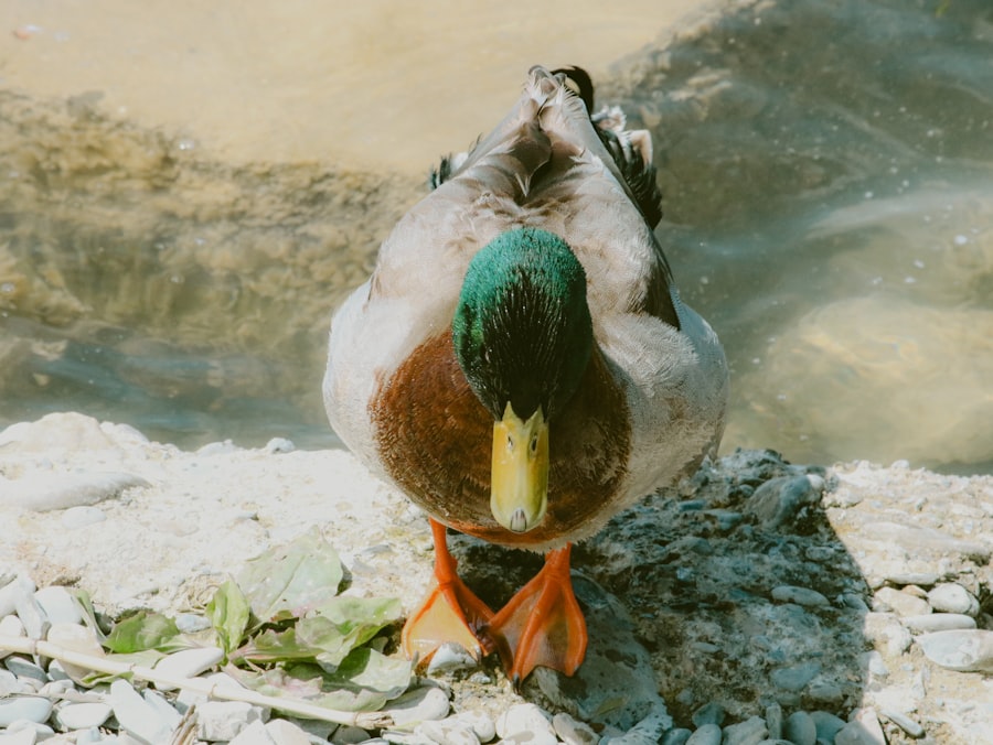Duck mascot