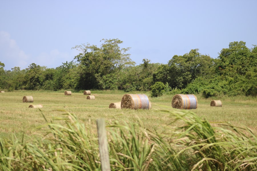 Farm field