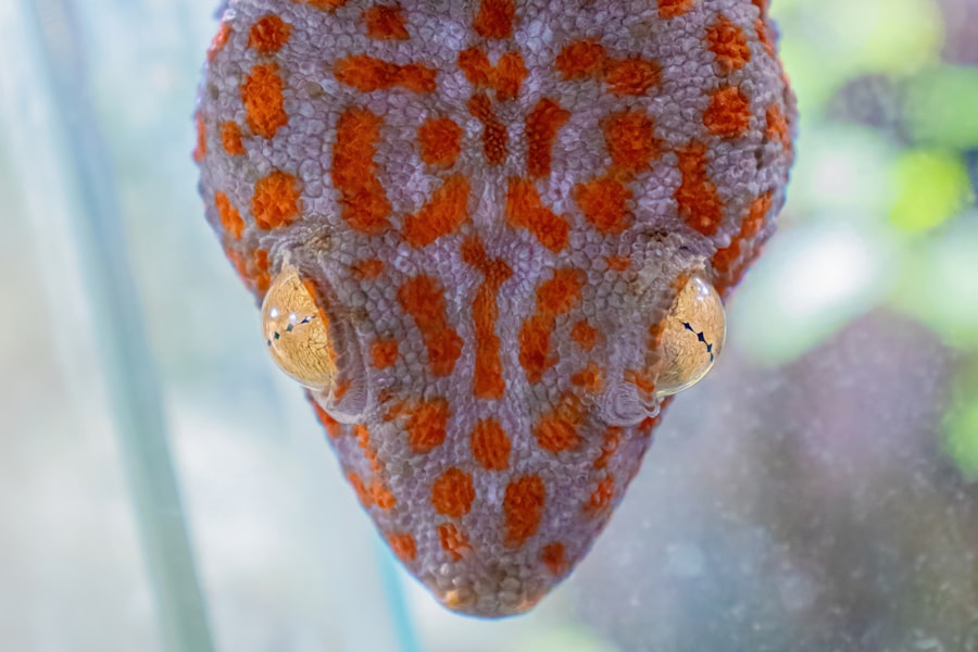 Gecko mascot