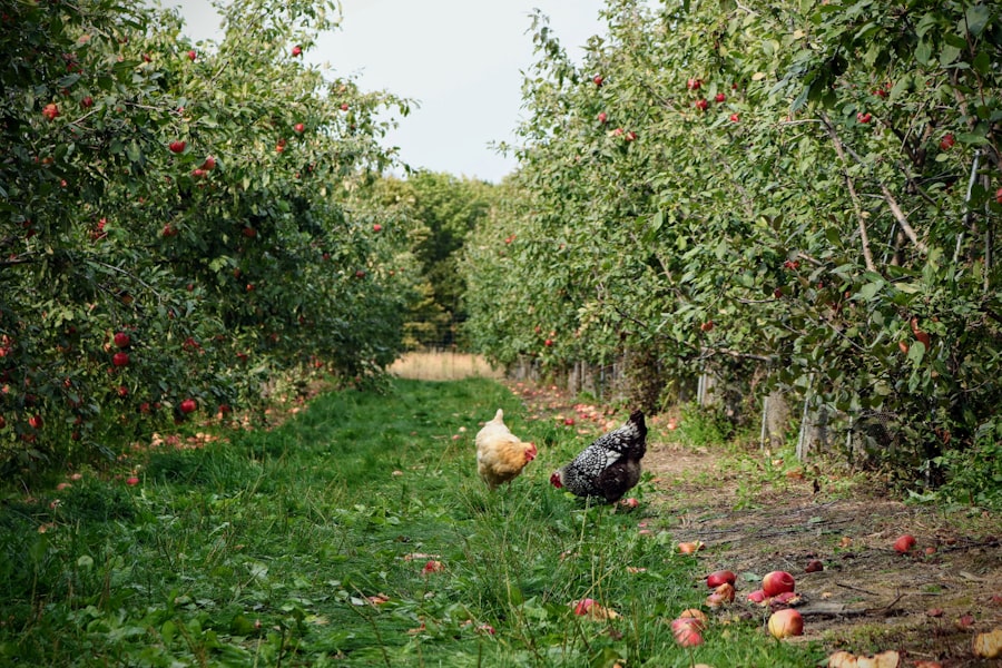 Apple orchard
