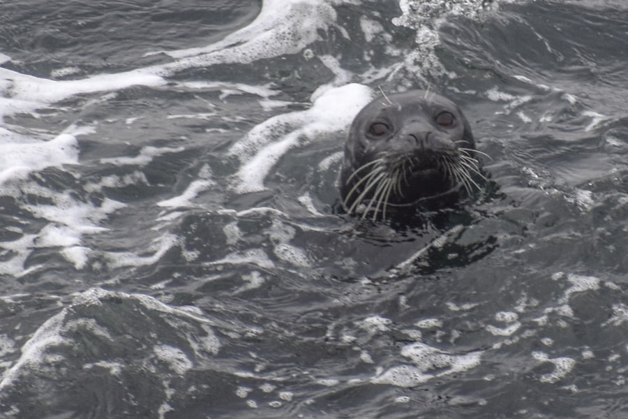 Navy SEAL