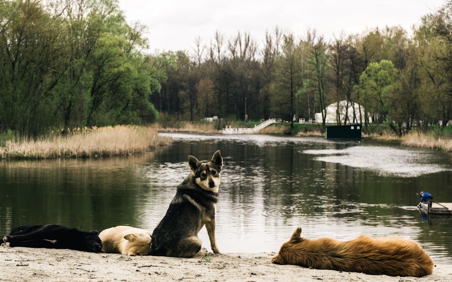 Photo Reservoir Dogs