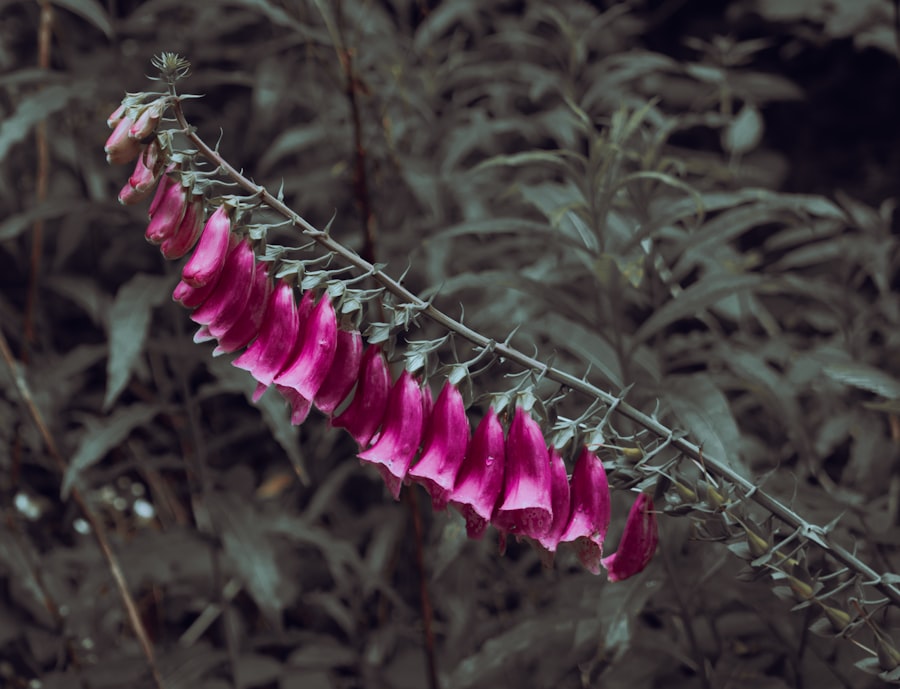 Photo Pink ribbon
