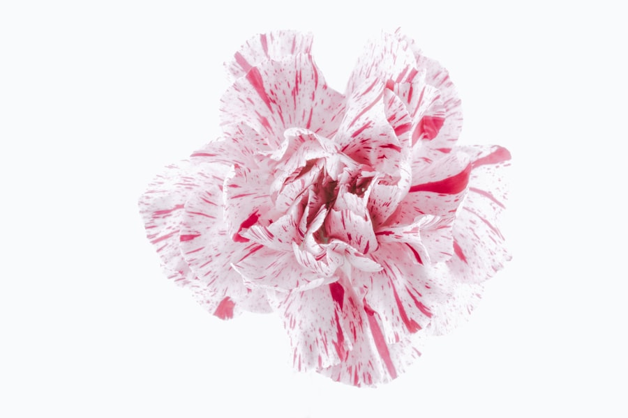 Photo Mammogram result