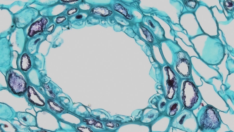 Photo Microscopic view