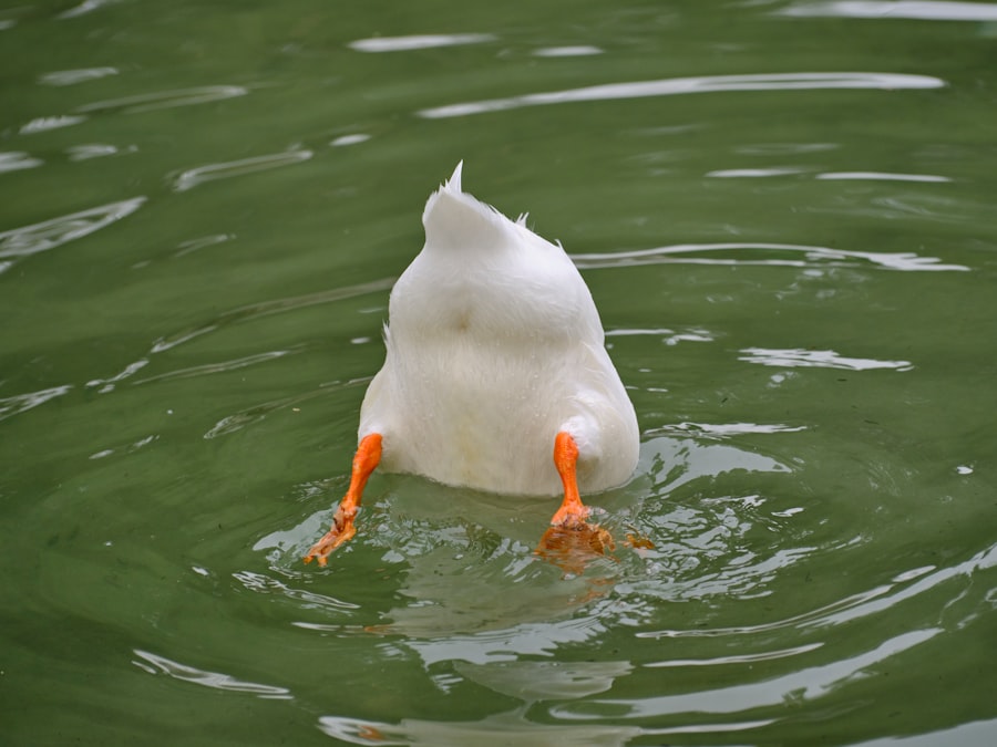Photo Duck mascot