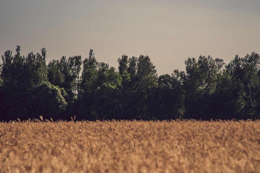 Photo Farm field
