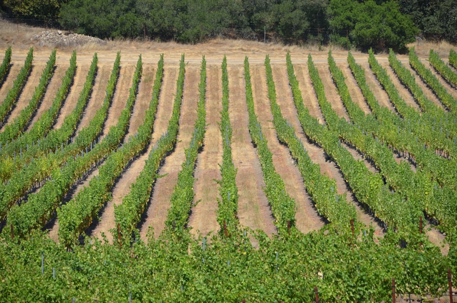 Photo Wine vineyards
