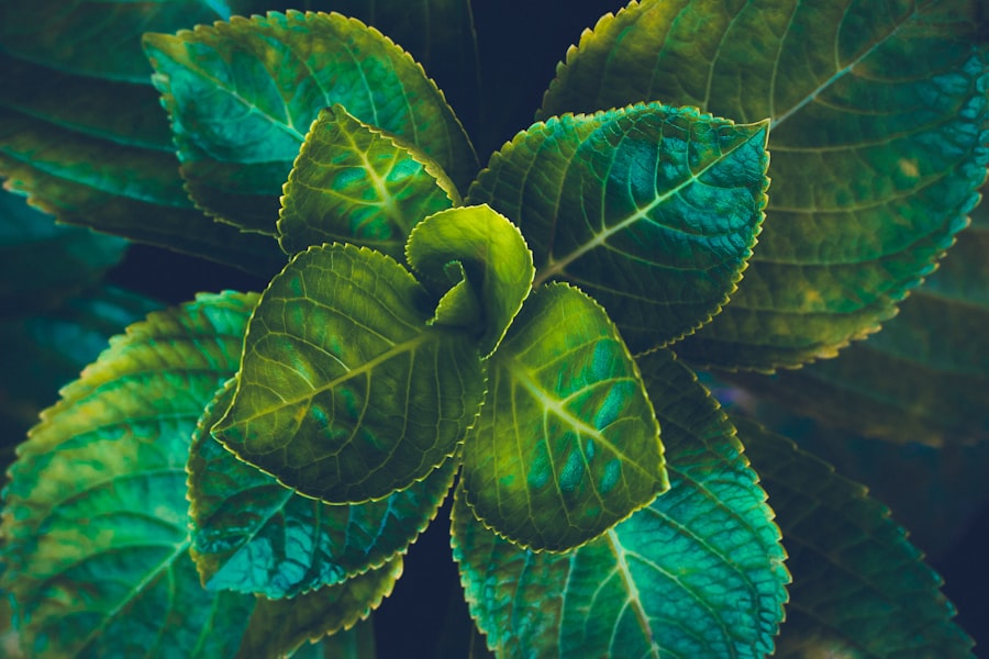 Photo Green leaf