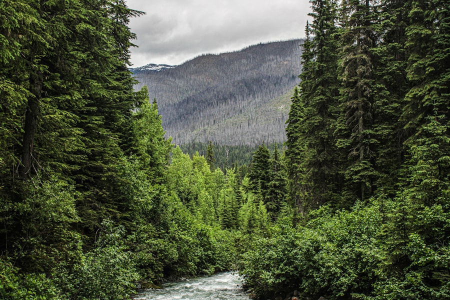 Laguna Beach Fire: Devastation And Recovery 6 Photo Wildfire Aftermath