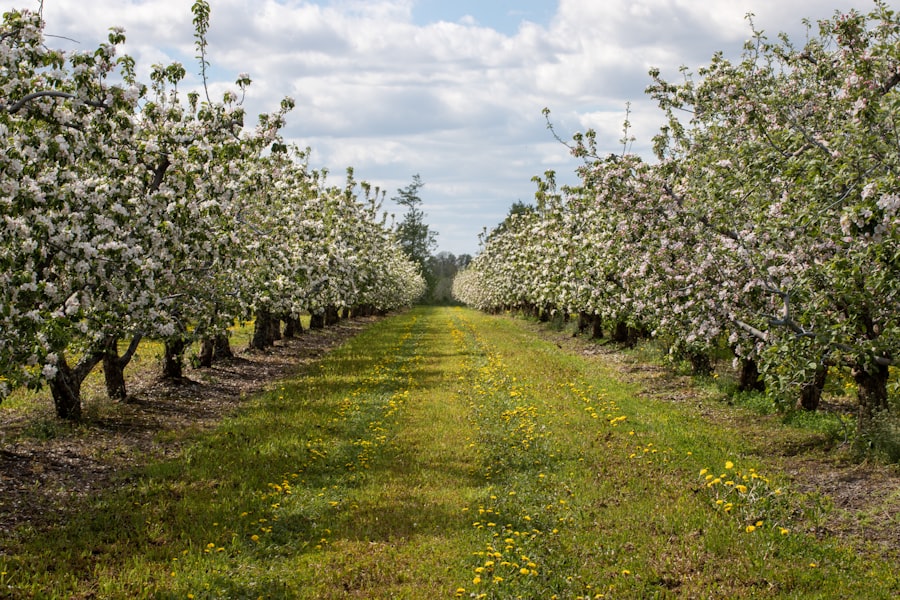 Photo Apple orchard