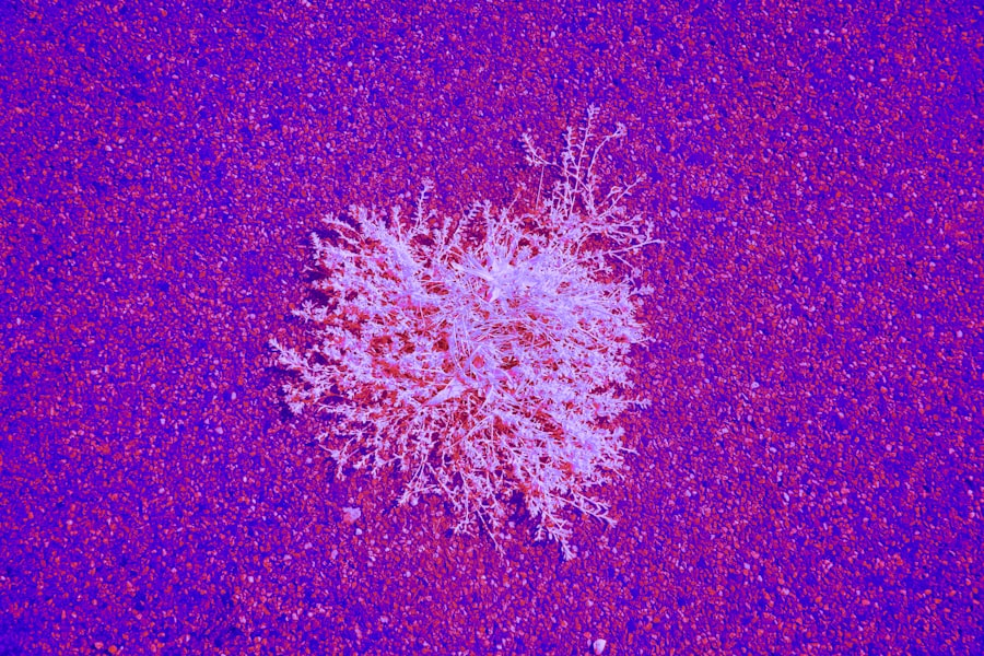 Photo Cancer cells