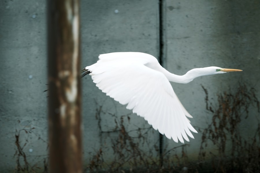 peacemaker