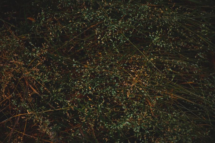 tilly norwood