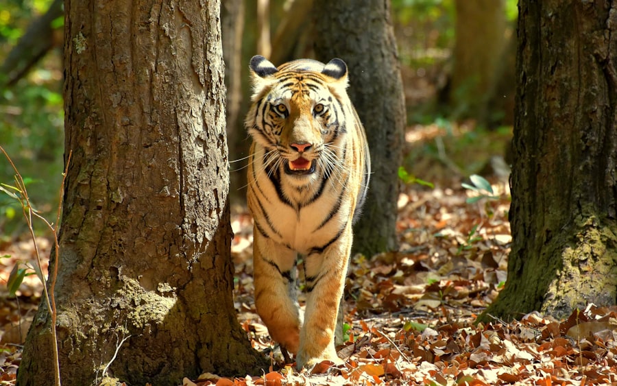 tigers score