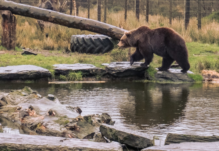 Photo bears vs raiders