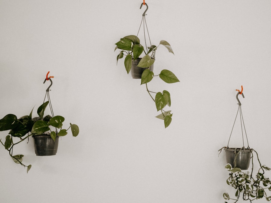 Photo plants vs brainrots codes
