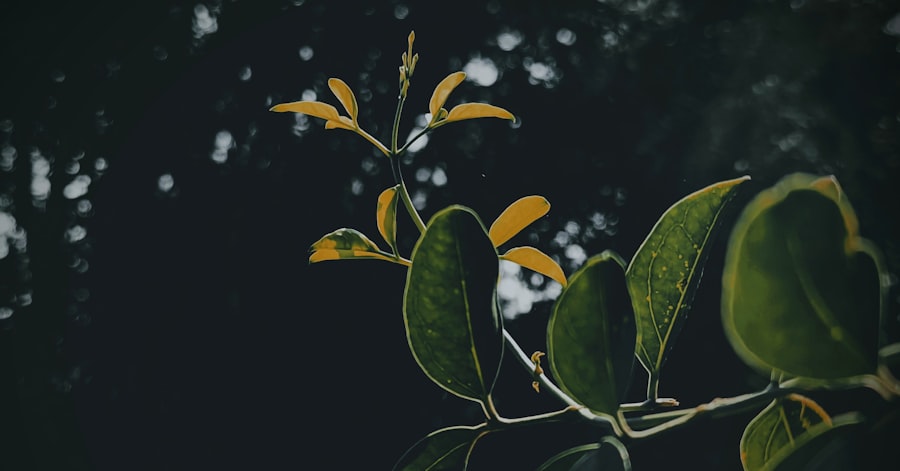 Photo kuminga
