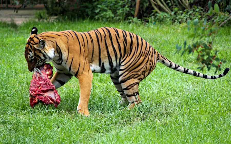 Photo tigers score