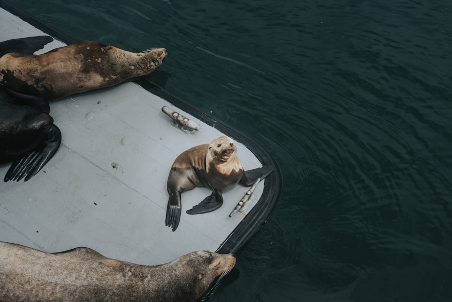 bears vs vikings