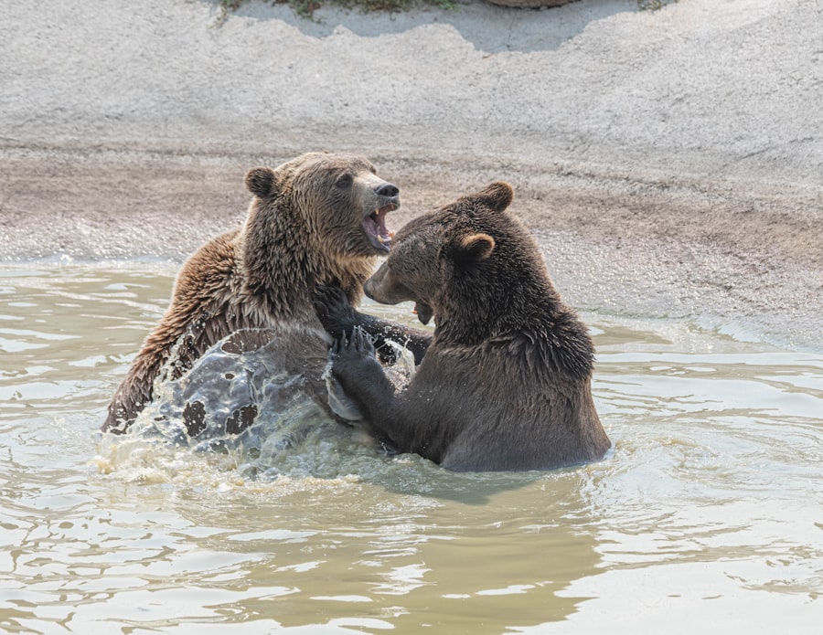 Photo bears vs vikings