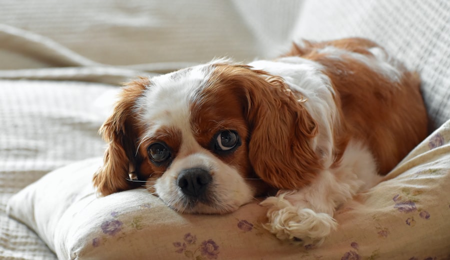 king charles