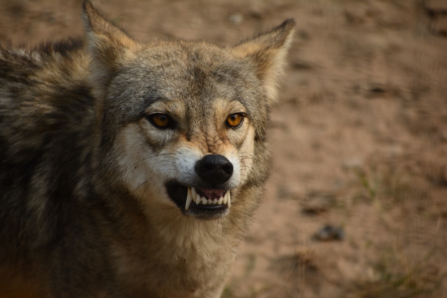 timberwolves vs golden state warriors timeline