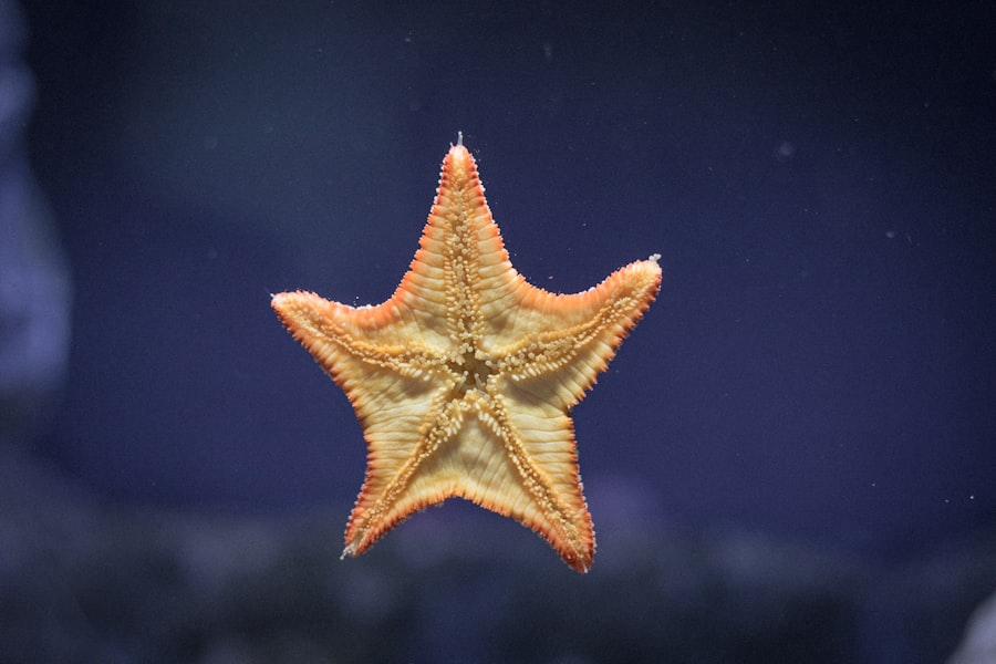 sinking star