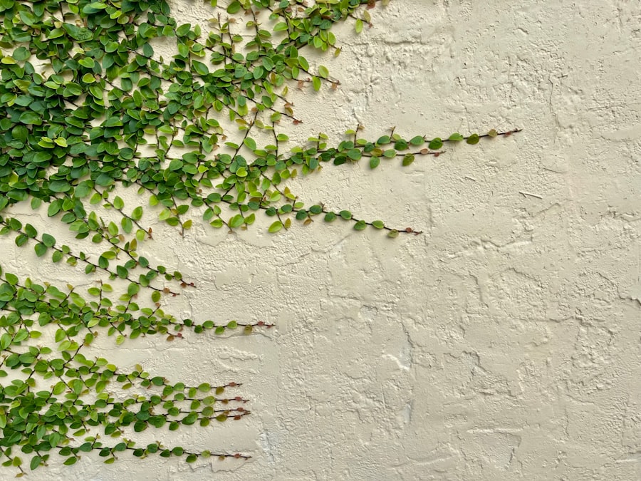vine