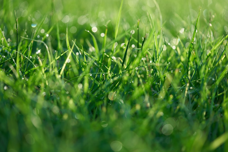 lawn