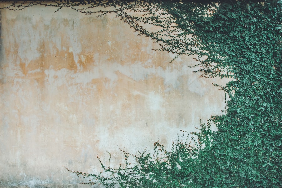 Photo vine