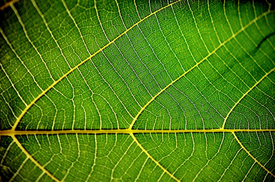 Photo connections