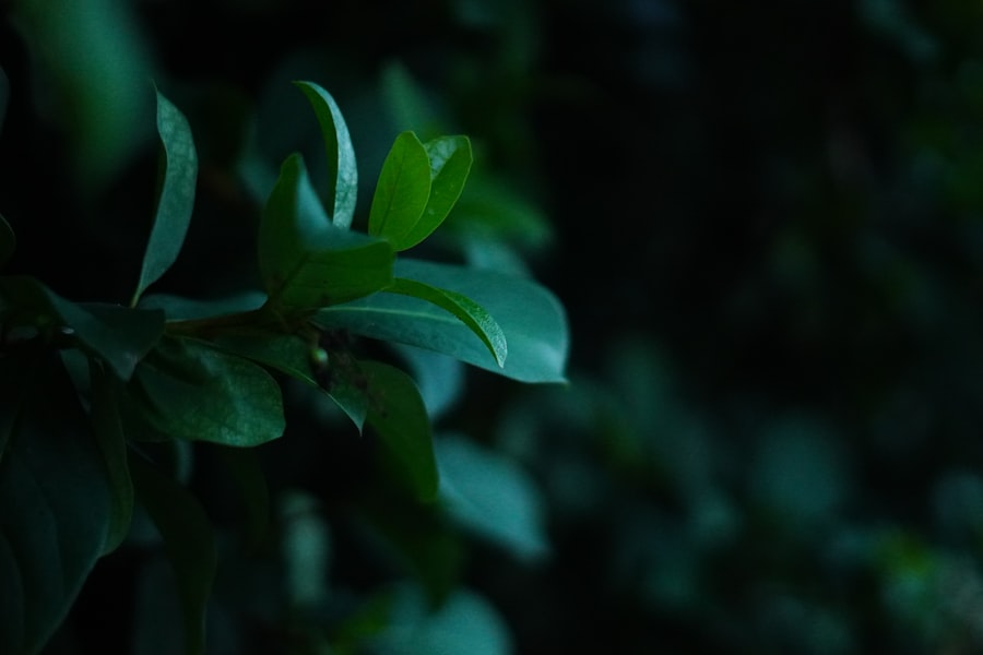 Photo peter greene