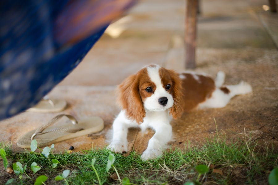 Photo king charles