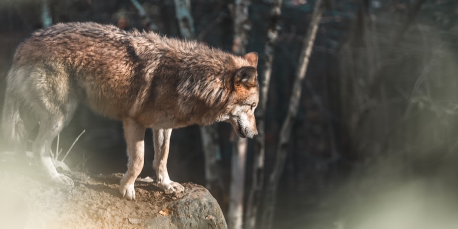 Photo timberwolves vs golden state warriors timeline