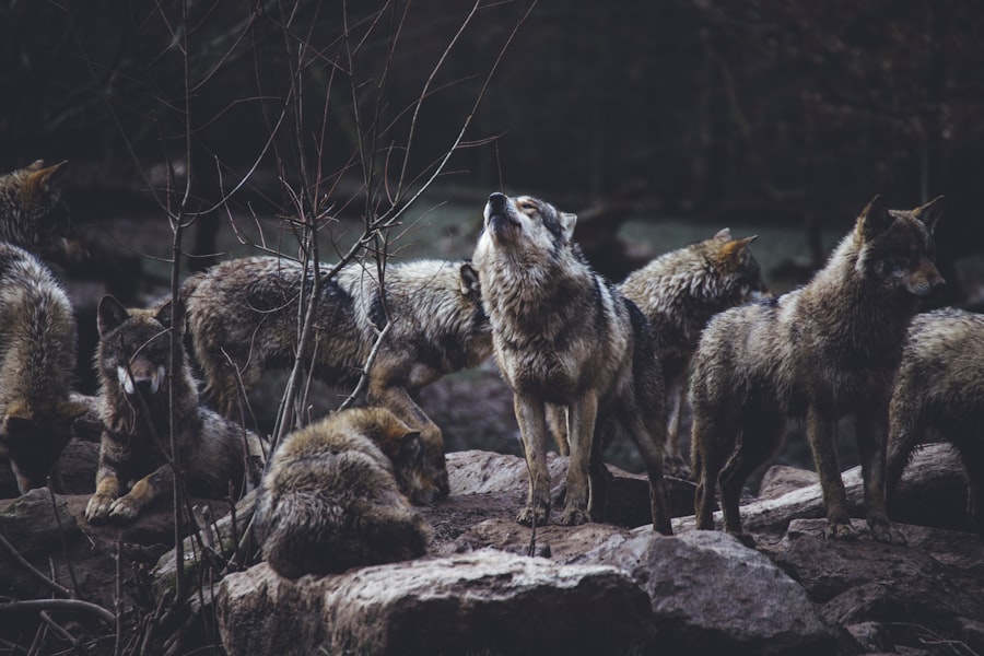 Photo timberwolves vs golden state warriors timeline