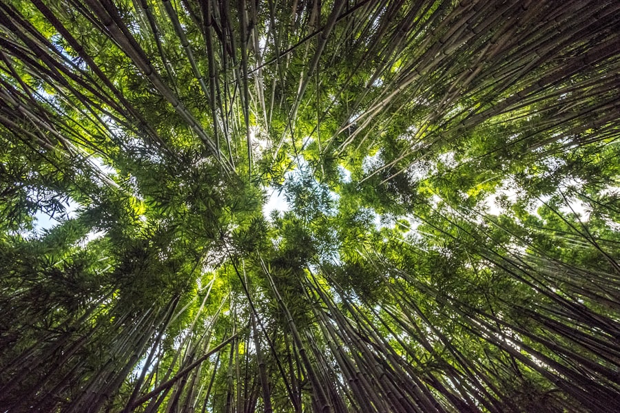 Photo growth