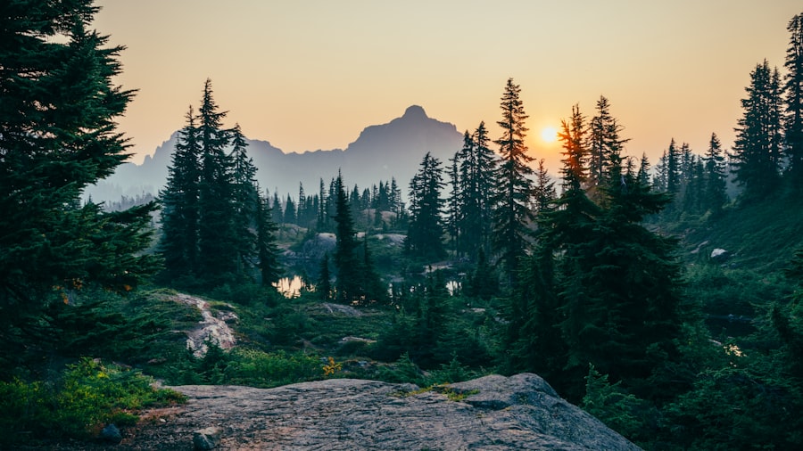 Photo forest