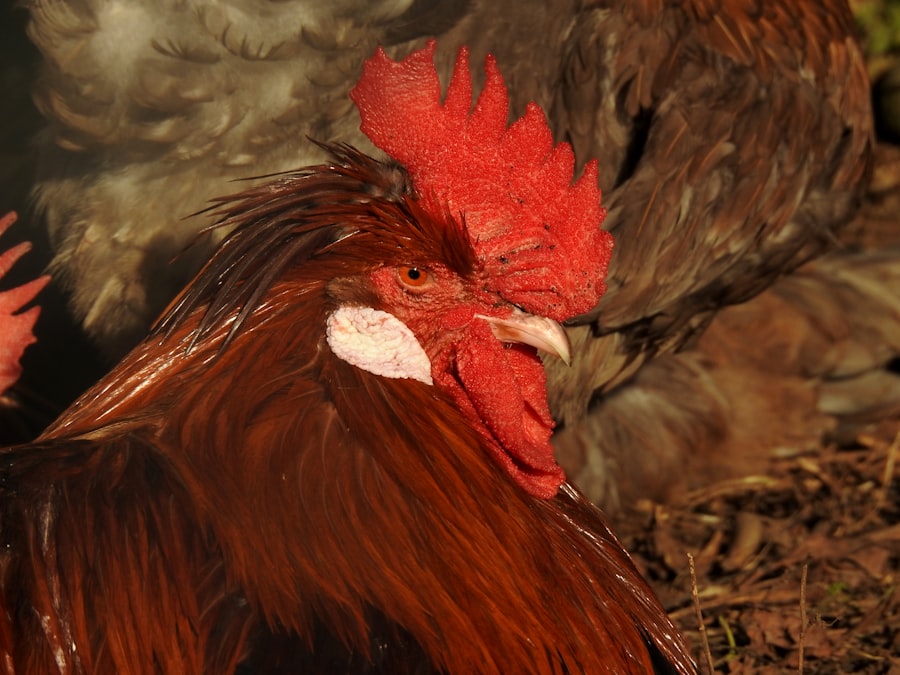 Photo coven of the chicken foot