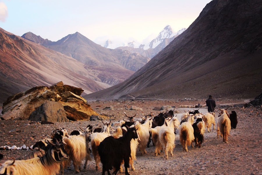Photo shepherd